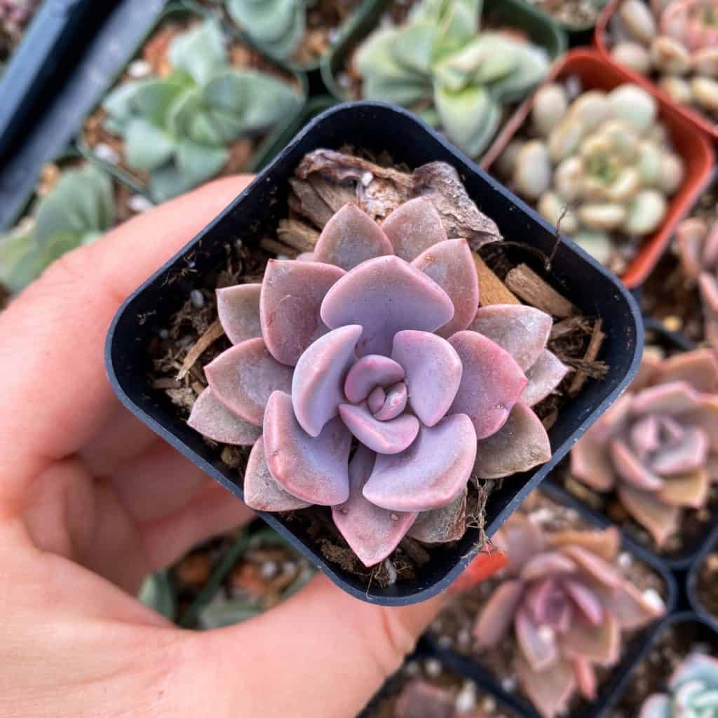 Graptoveria ‘Debbie’