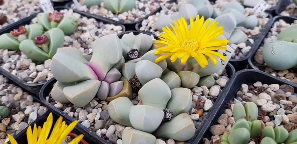 Lapidaria Margaretae — Karoo Rose