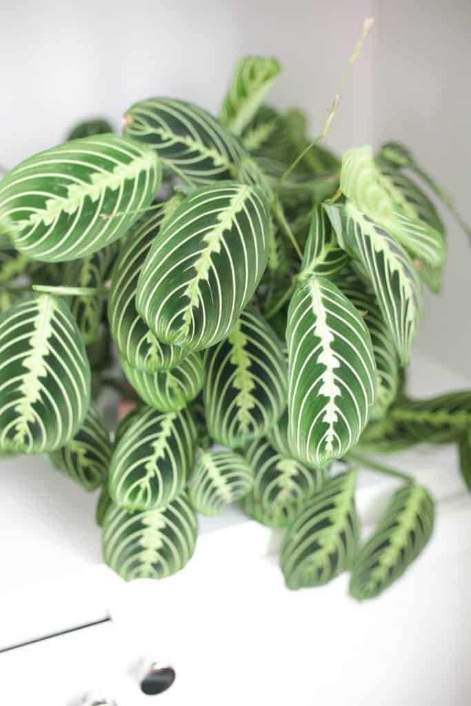 prayer plant