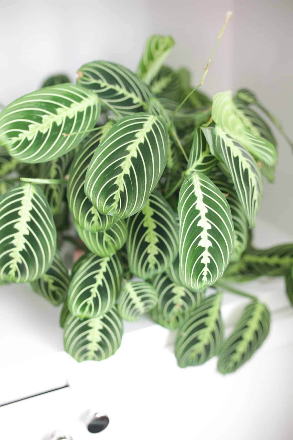 lemon lime prayer plant