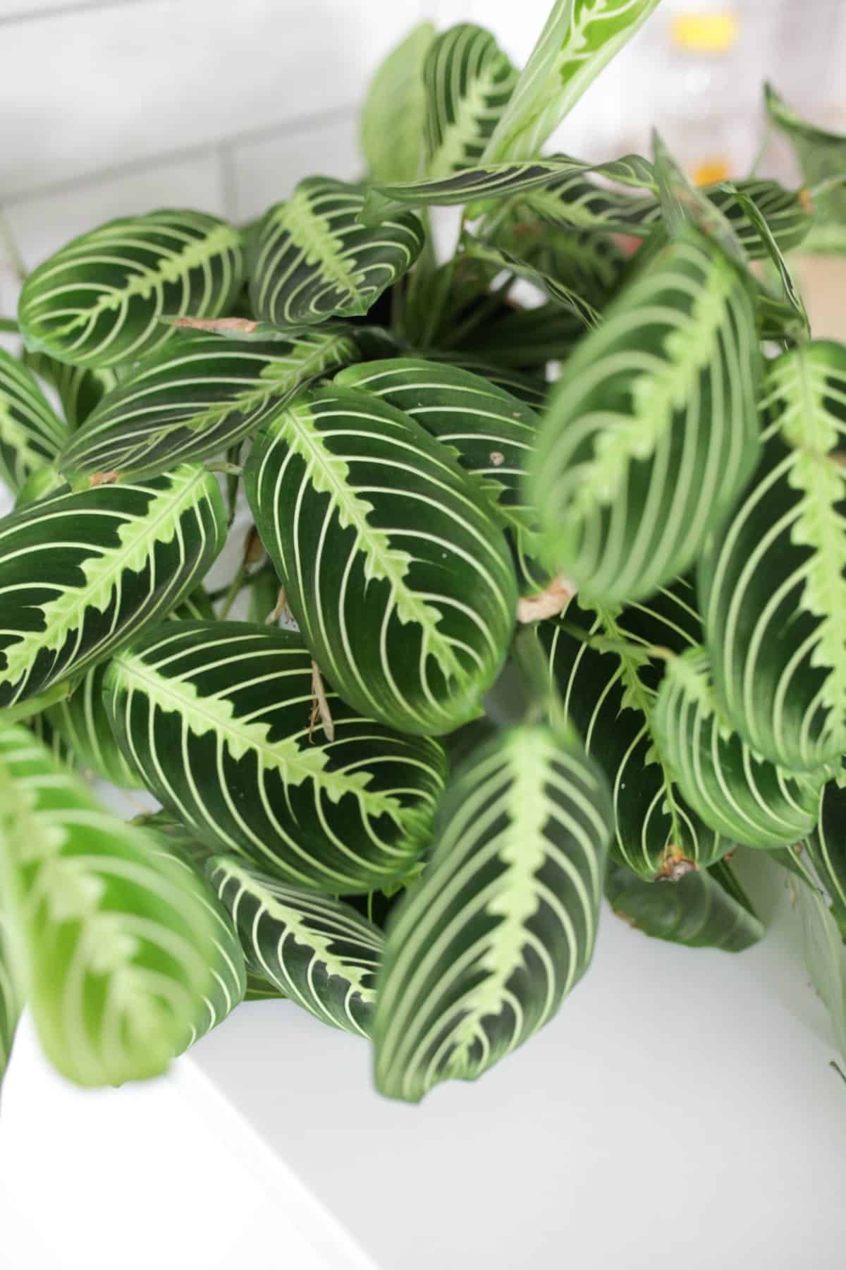 lemon lime prayer plant