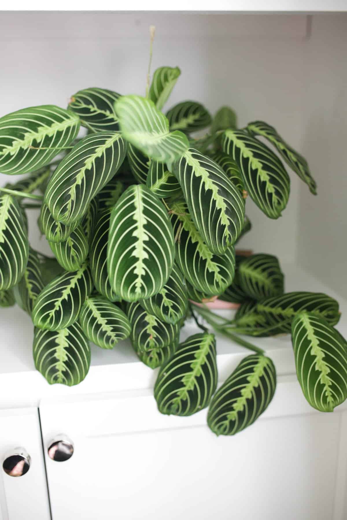 lemon lime prayer plant