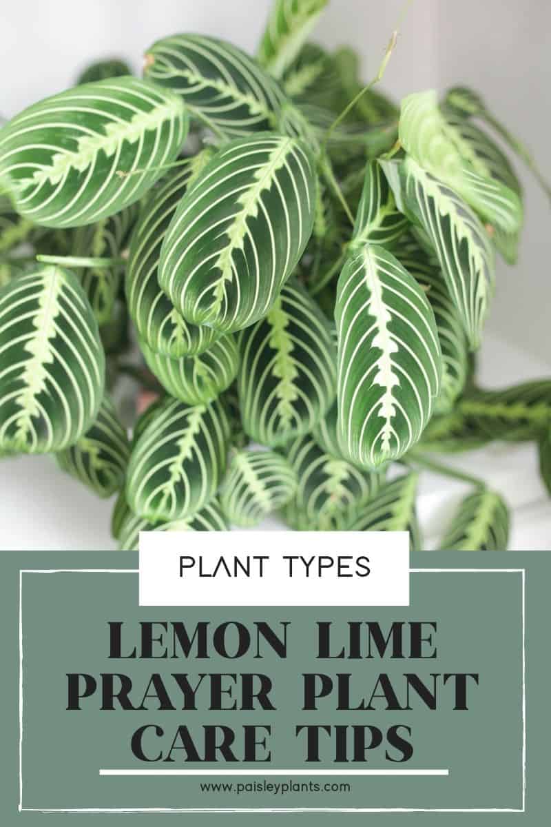 lemon lime prayer plant care tips