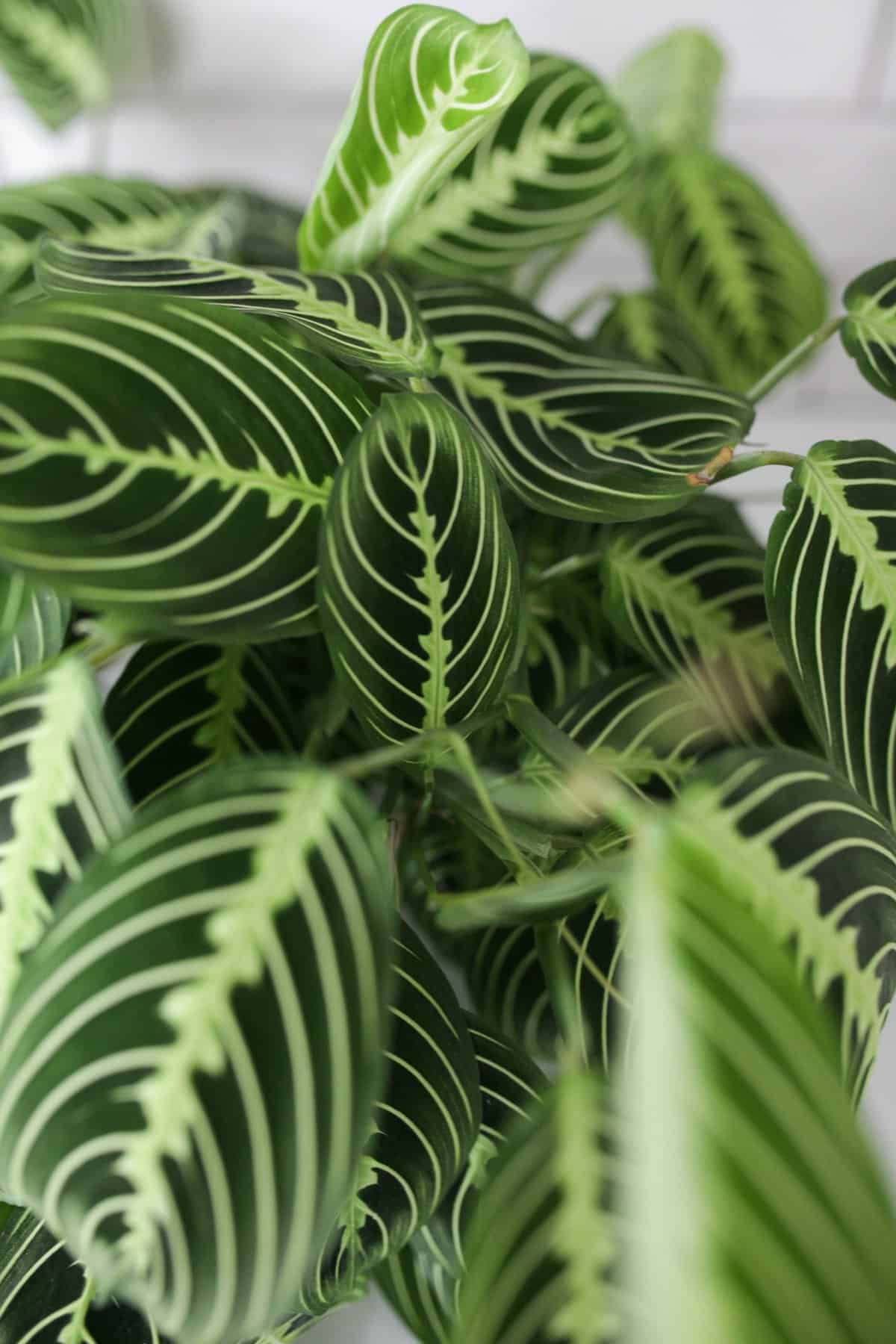 lemon lime prayer plant