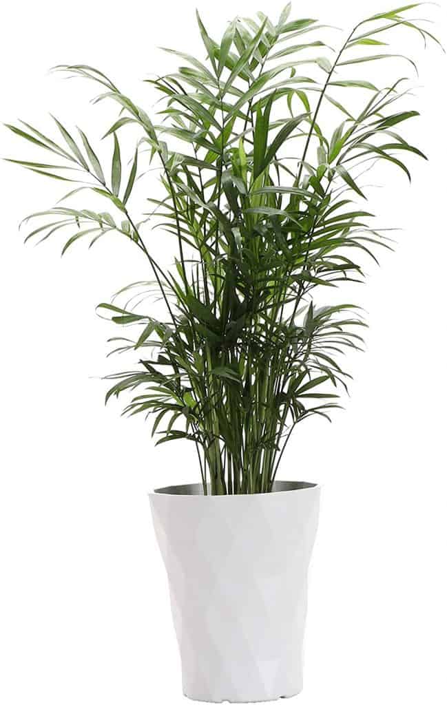 Parlor Palm Plant