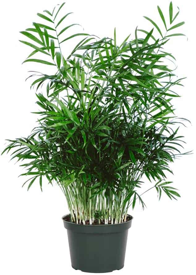 Parlor Palm A Simple Care Guide Paisley Plants