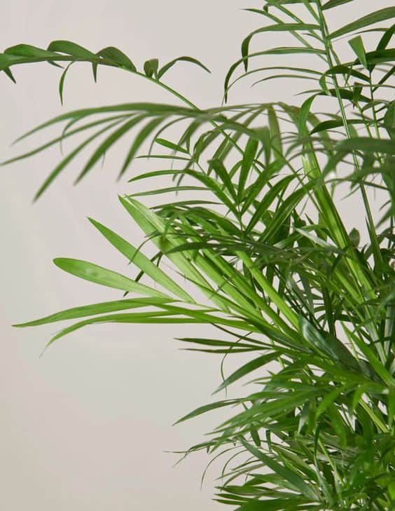 Parlor Palm Leaves