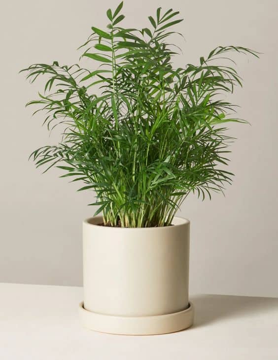 parlor palm plant