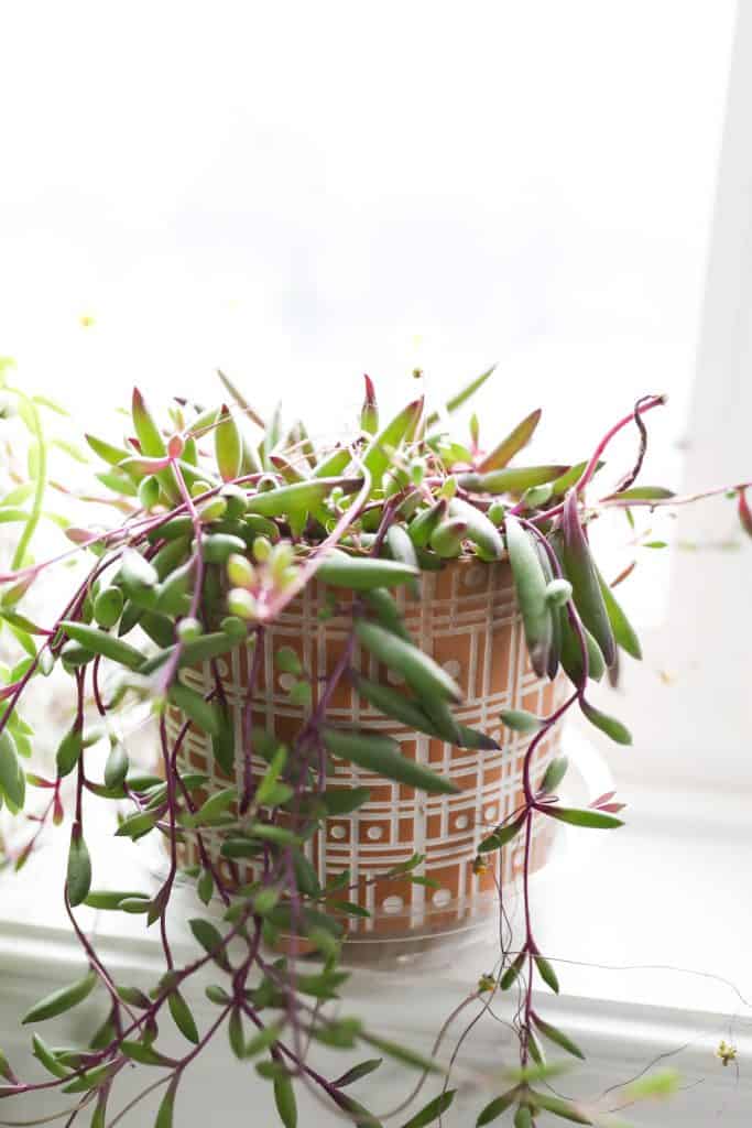 Go Garden Type 5 New Perle Rare Chlorophytum Bonsai Vivace Succluent Plantes DIntã©Rieur FF 03 