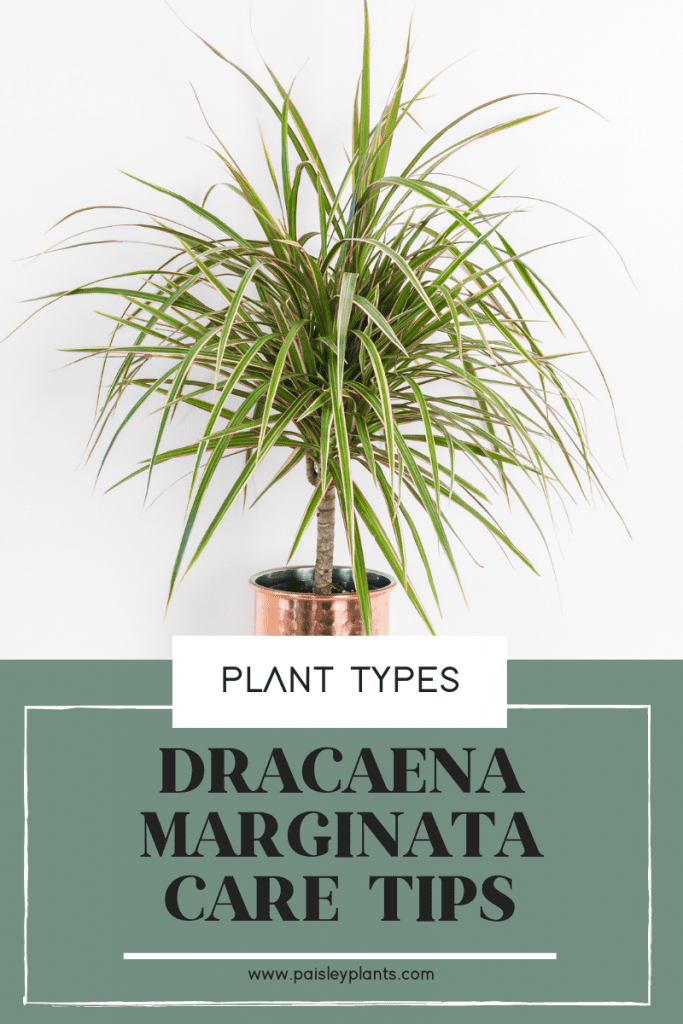 dracaena marginata care tips