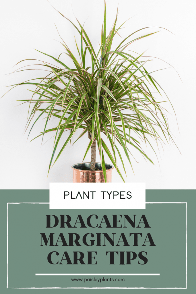 Dracaena Marginata care tips