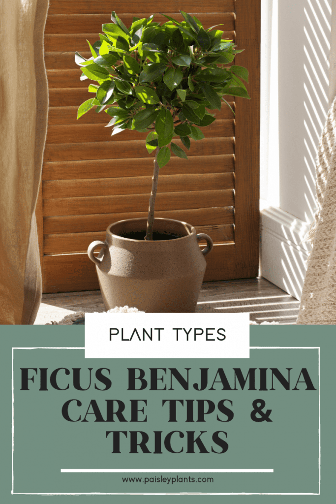 ficus benjamina care tips and tricks