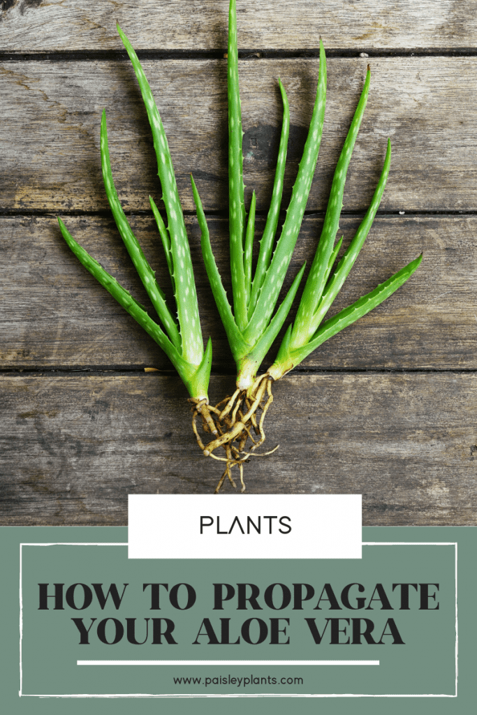 How to propagate aloe vera plants