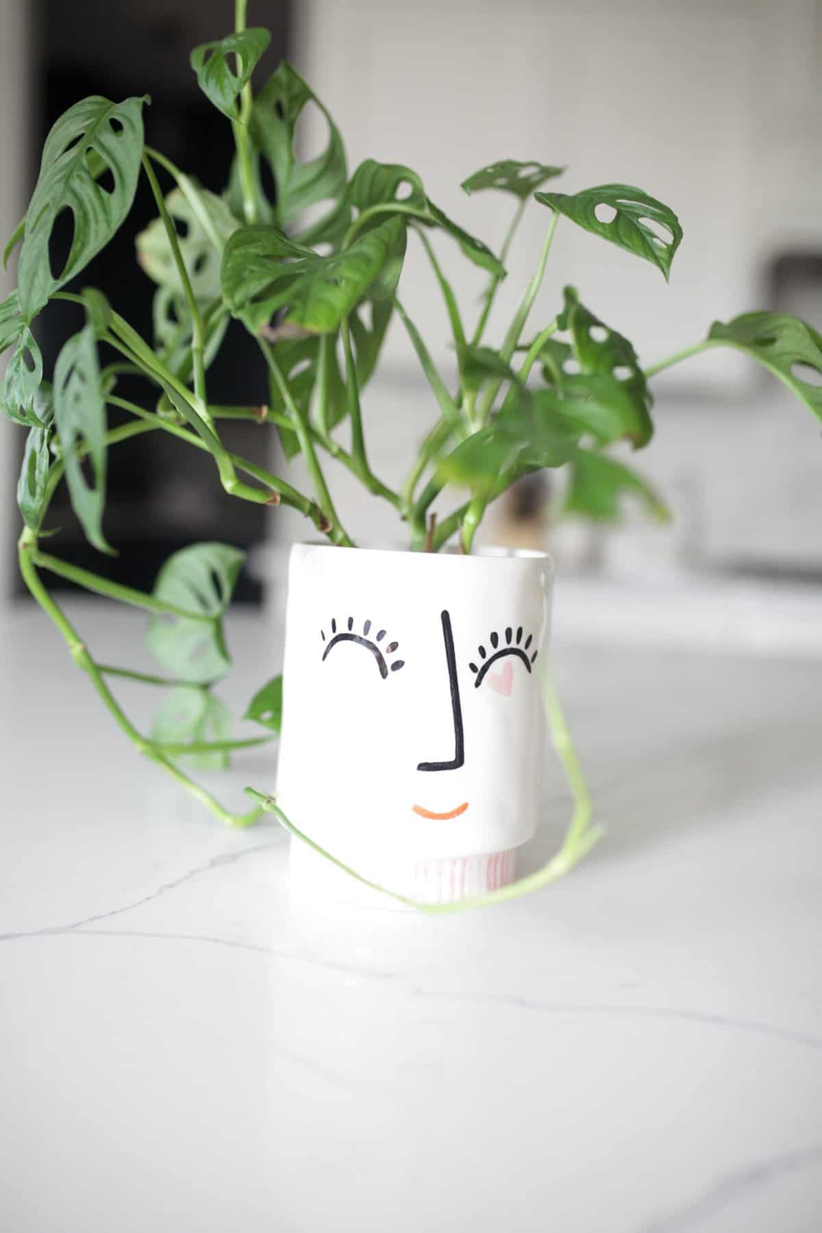 Face pot with plant