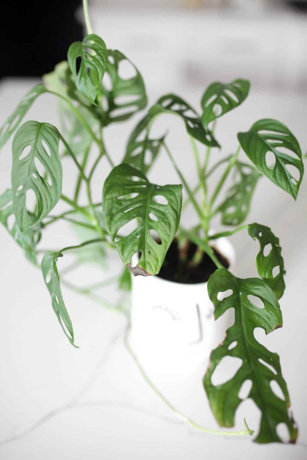 Monstera Adansonii Care Tips (Swiss Cheese Vine)