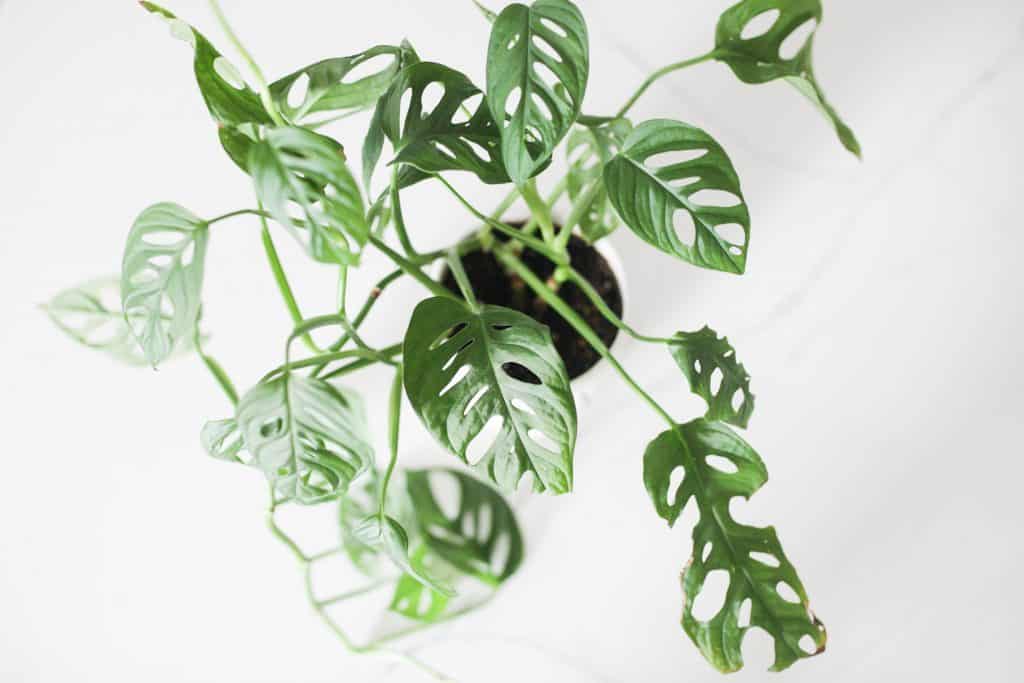 monstera leaves