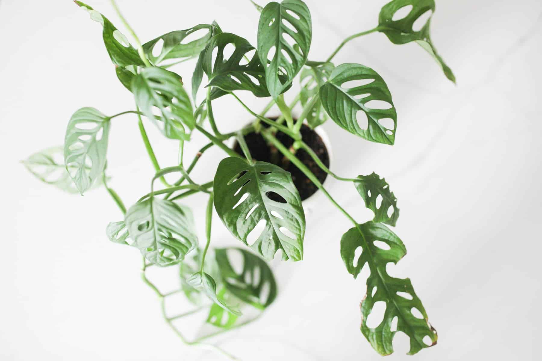 Monstera Adansonii