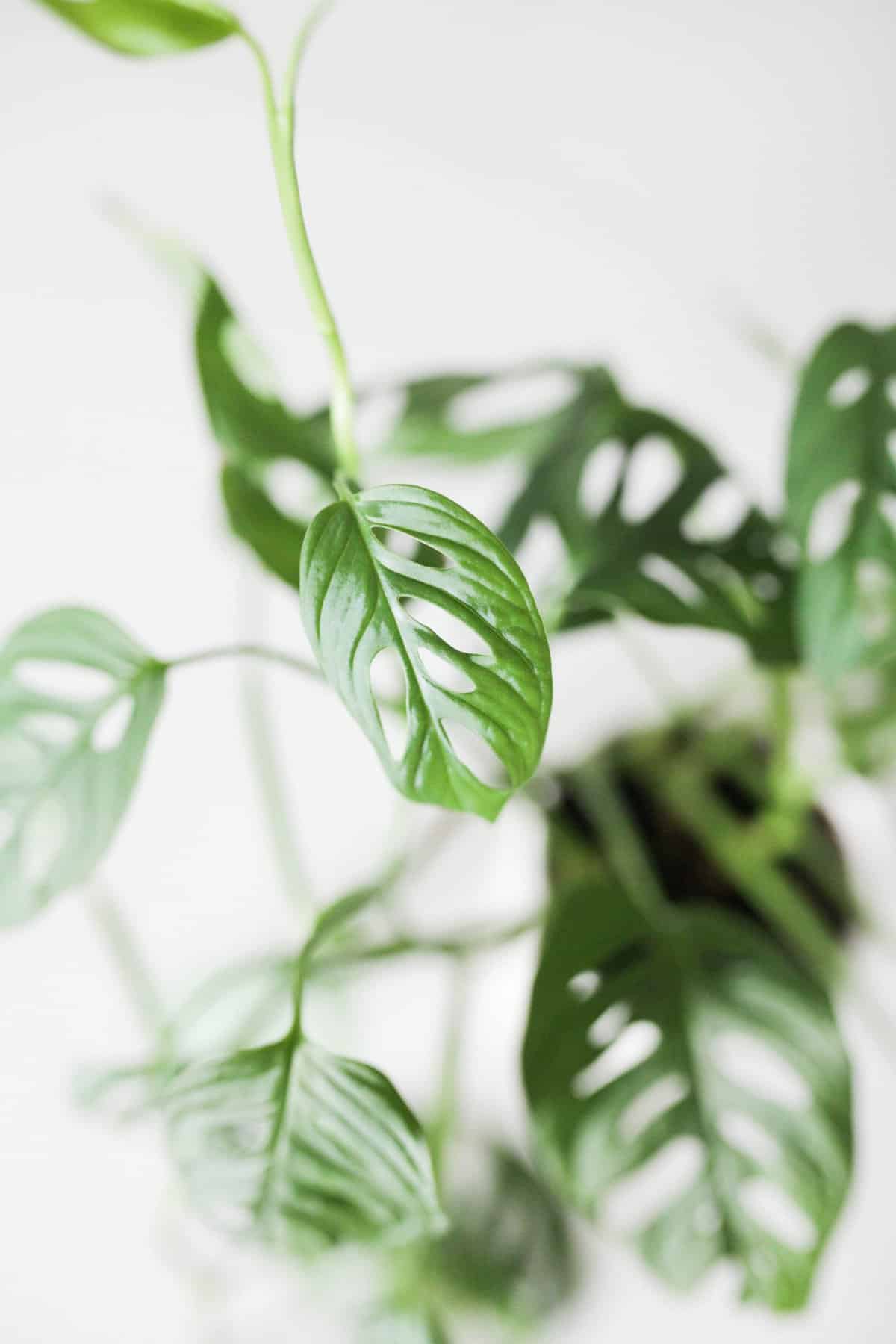 Monstera Adansonii