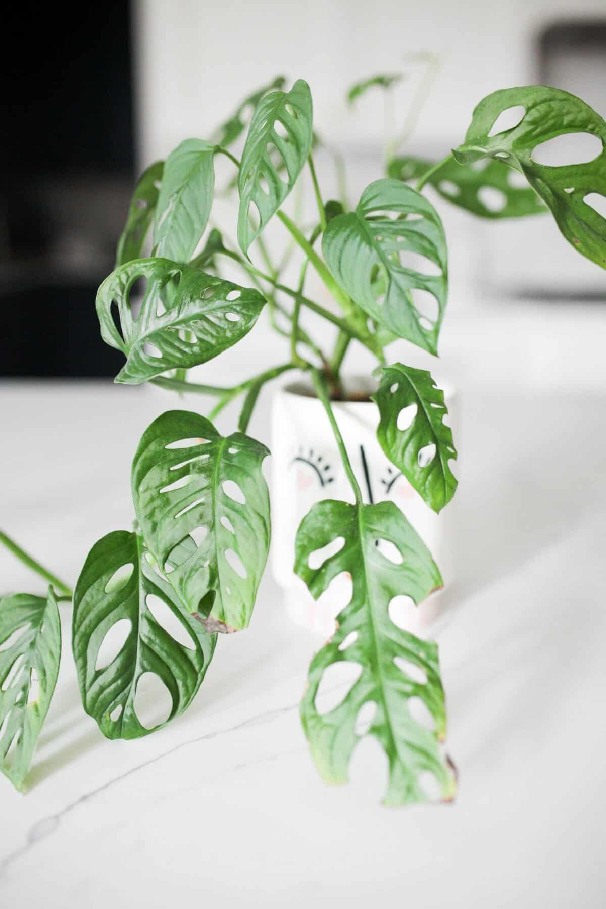 monstera-adansonii-care-tips-swiss-cheese-vine