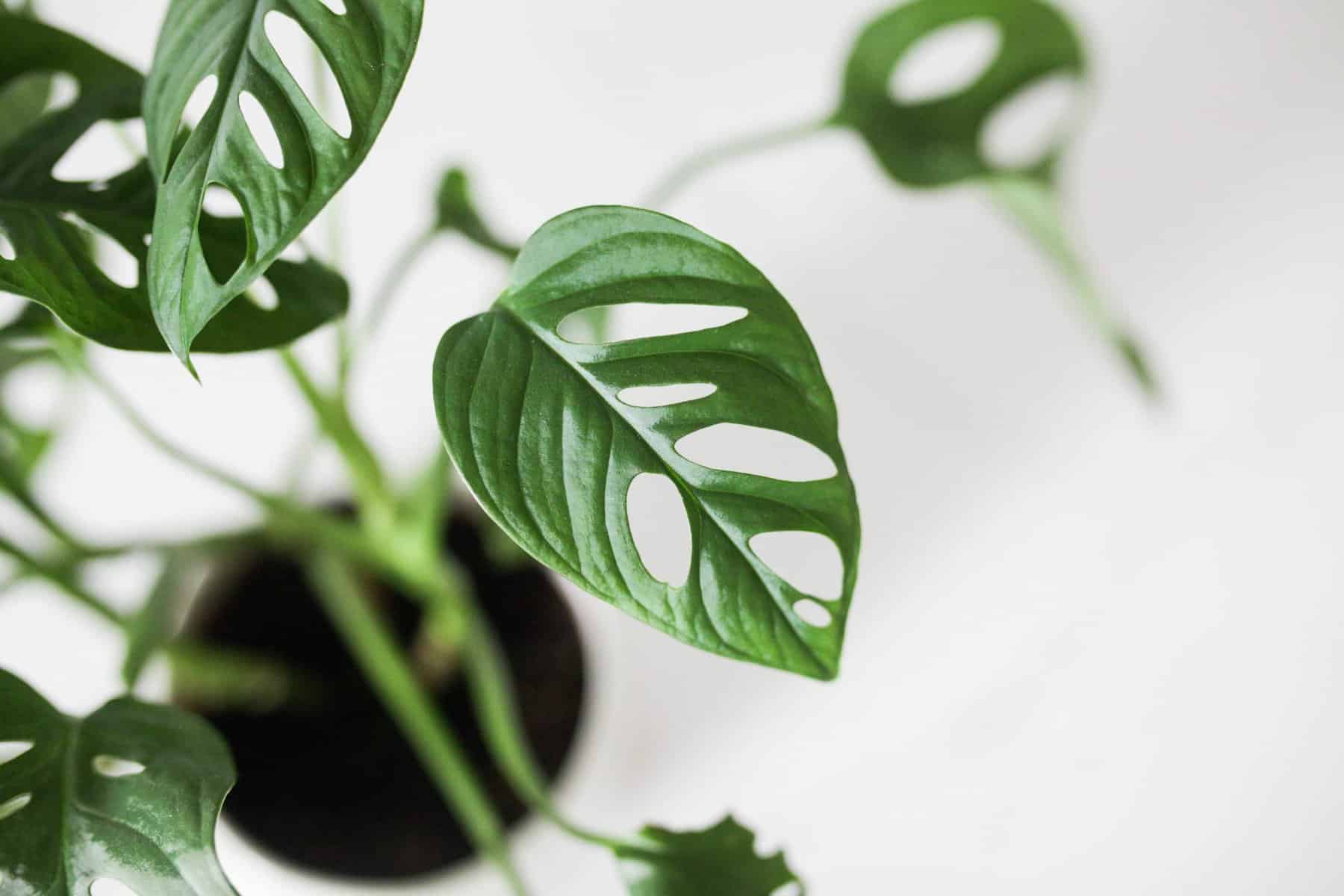 Monstera Adansonii Leaves