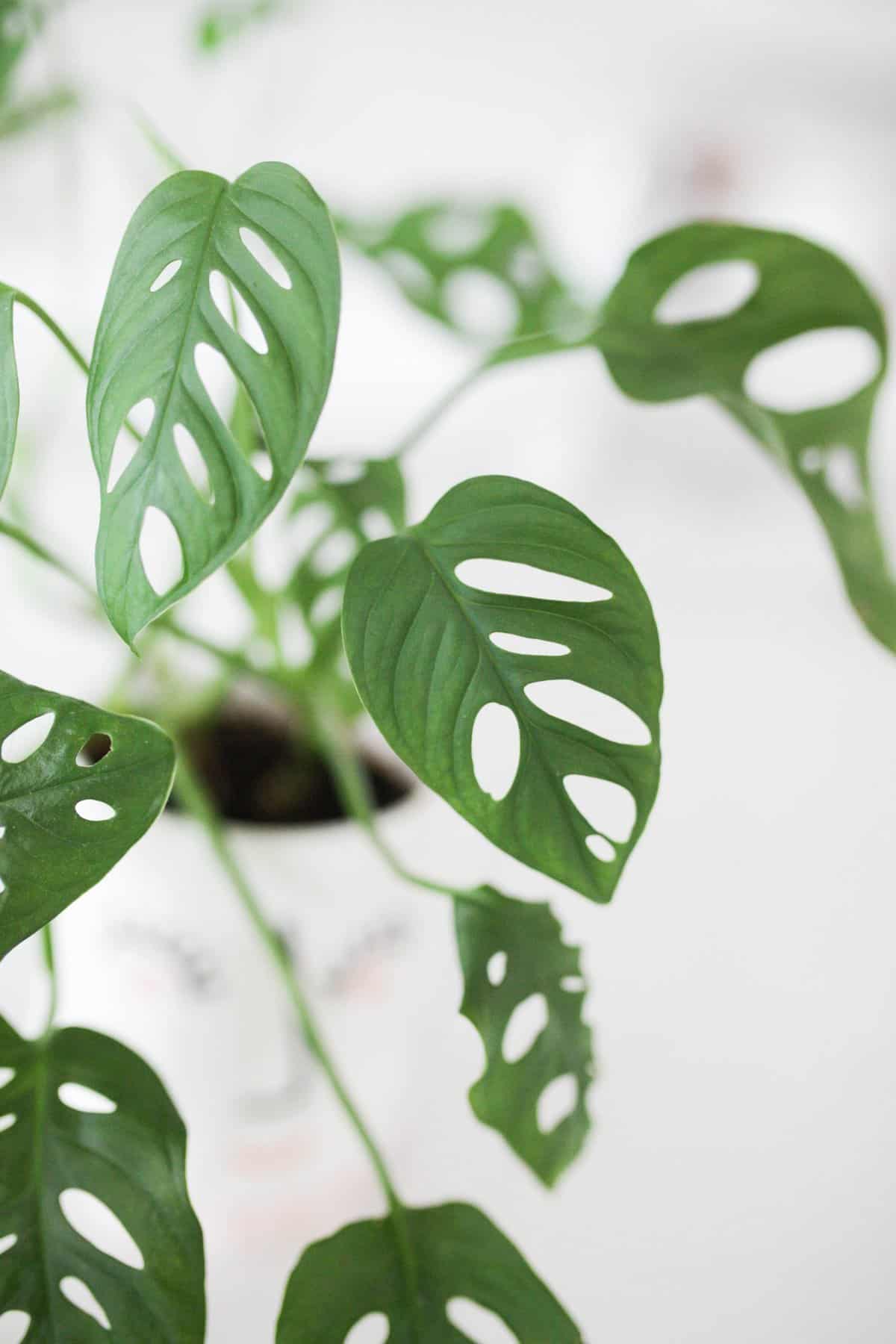 Monstera Adansonii Leaves