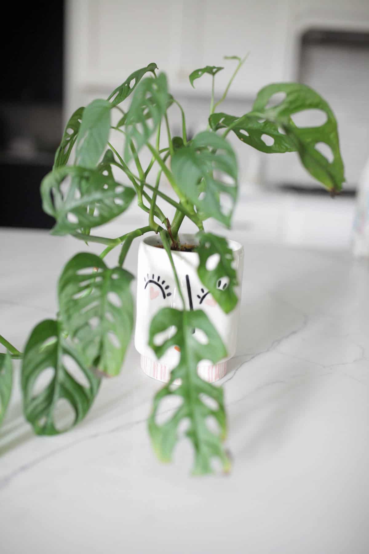 Monstera Adansonii plant