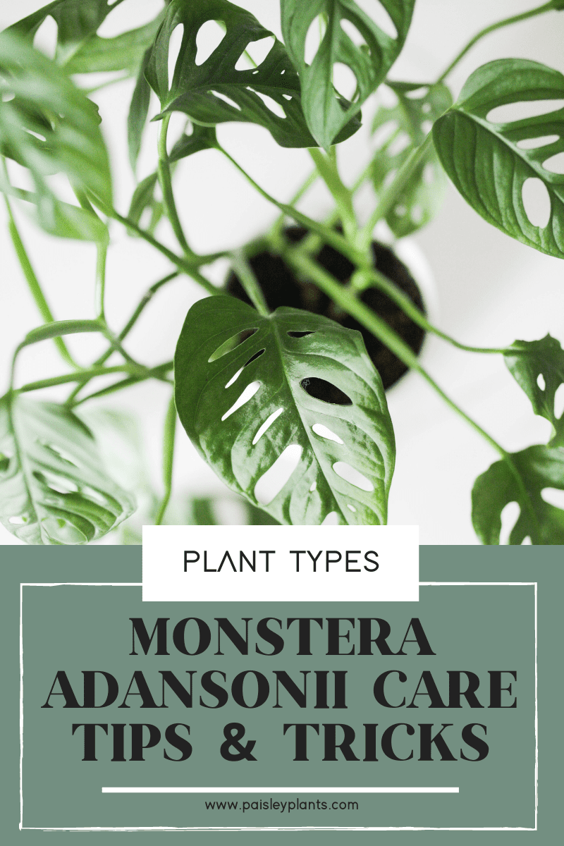 Monstera Adansonii Care Tips & Tricks