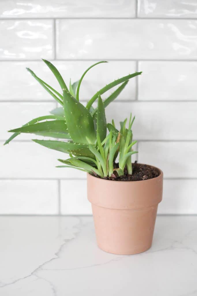 aloe plant in pot