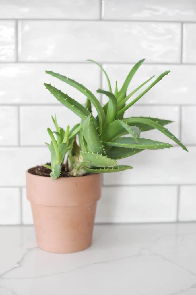 aloe plant with pup