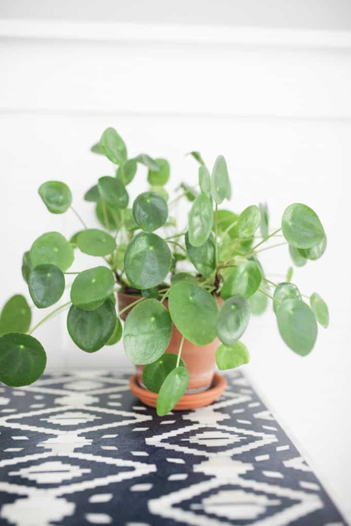 pilea