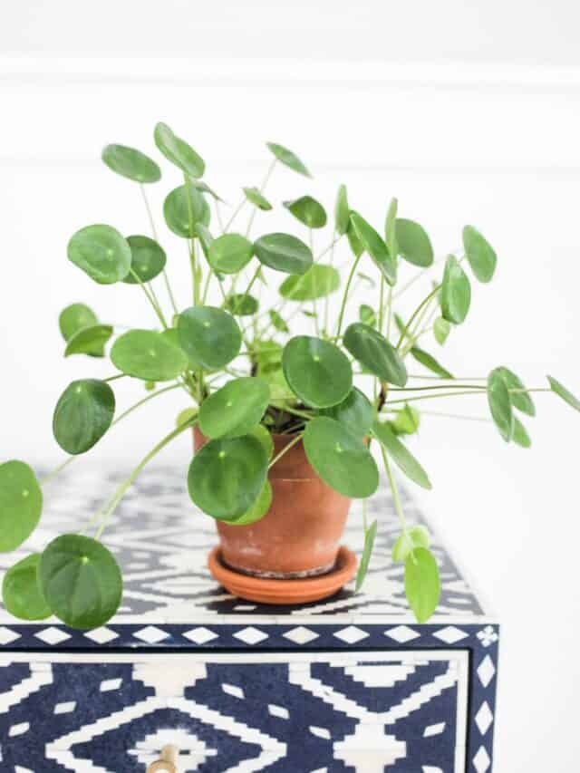How to Care for a Pilea Peperomioides