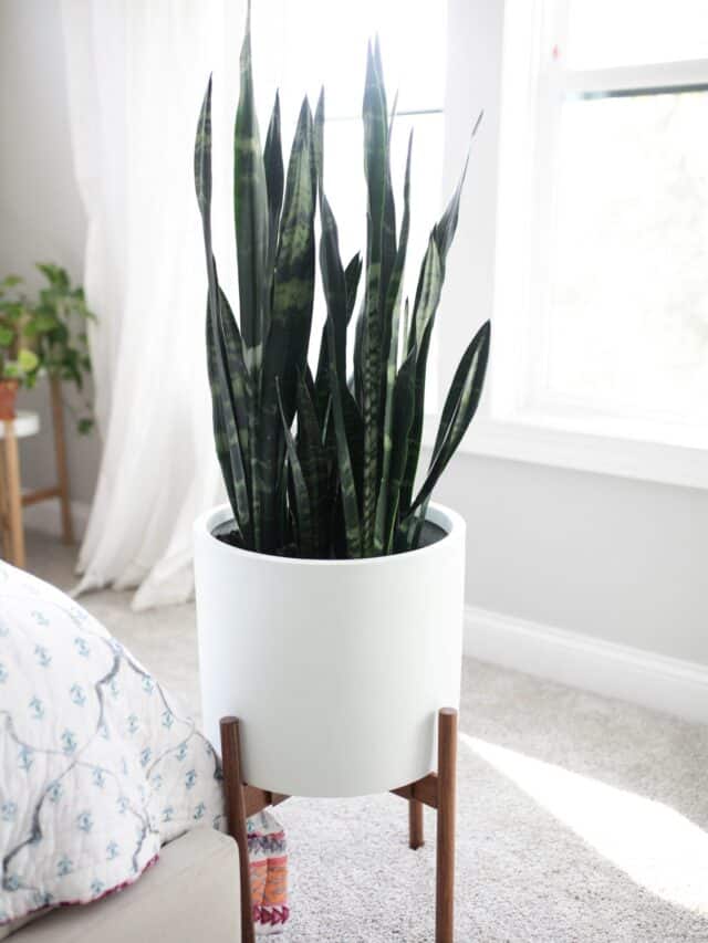 snake plant