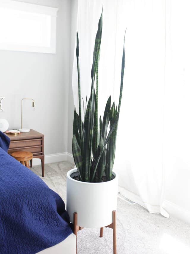 snake plant in white pot