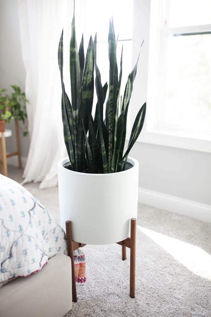 snake plant