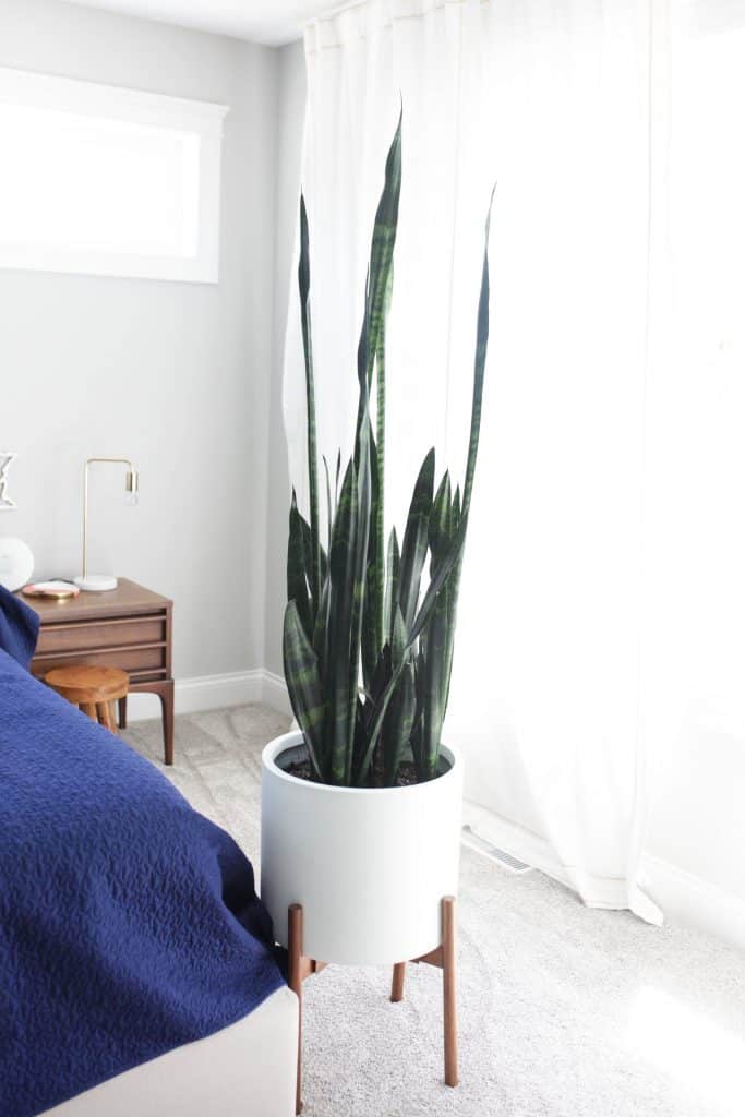 tall snake plant in white pot