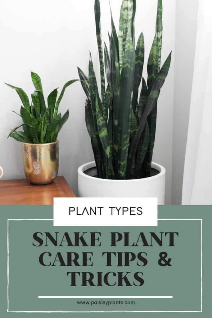 snake plant care tips and tricks