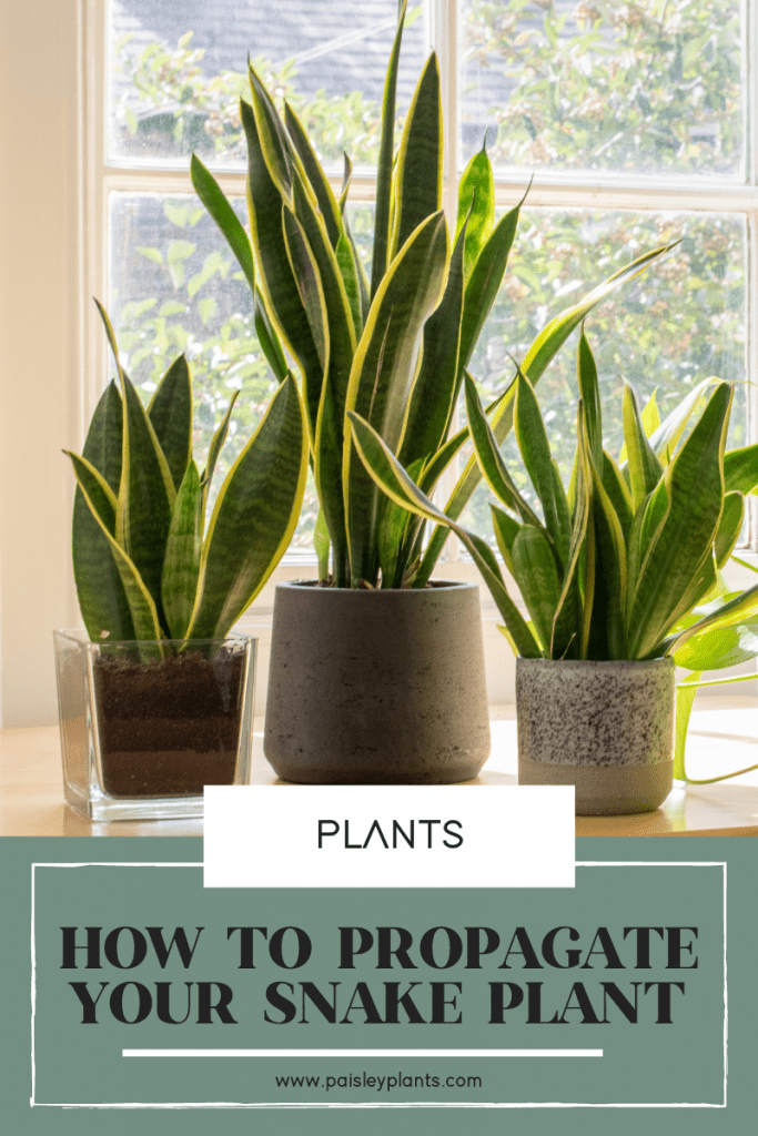 how to propagate your snake plant