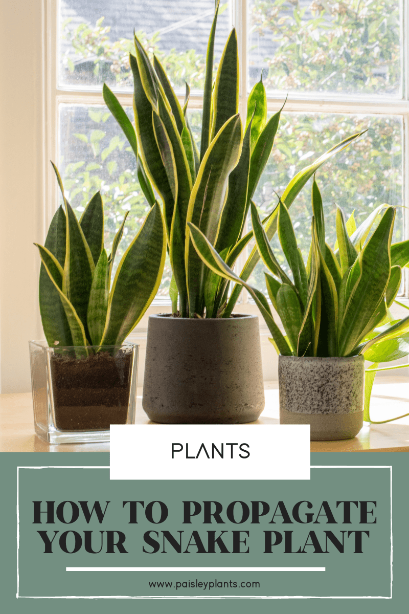How To Propagate Snake Plant: 3 Ways - Paisley Plants