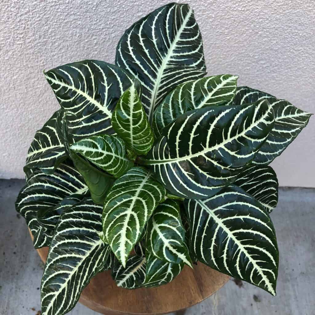 zebra plant