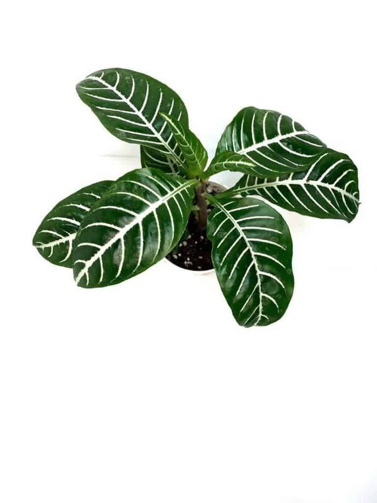 zebra plant leaves