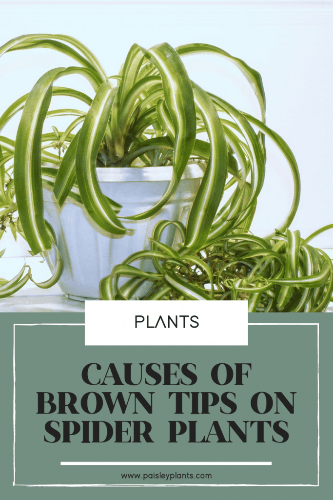 causes of brown tips on spider plants