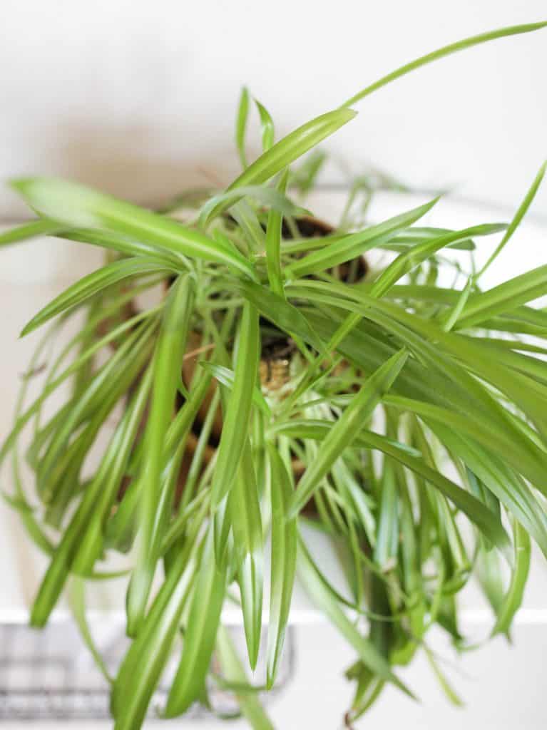 spider plant leaves