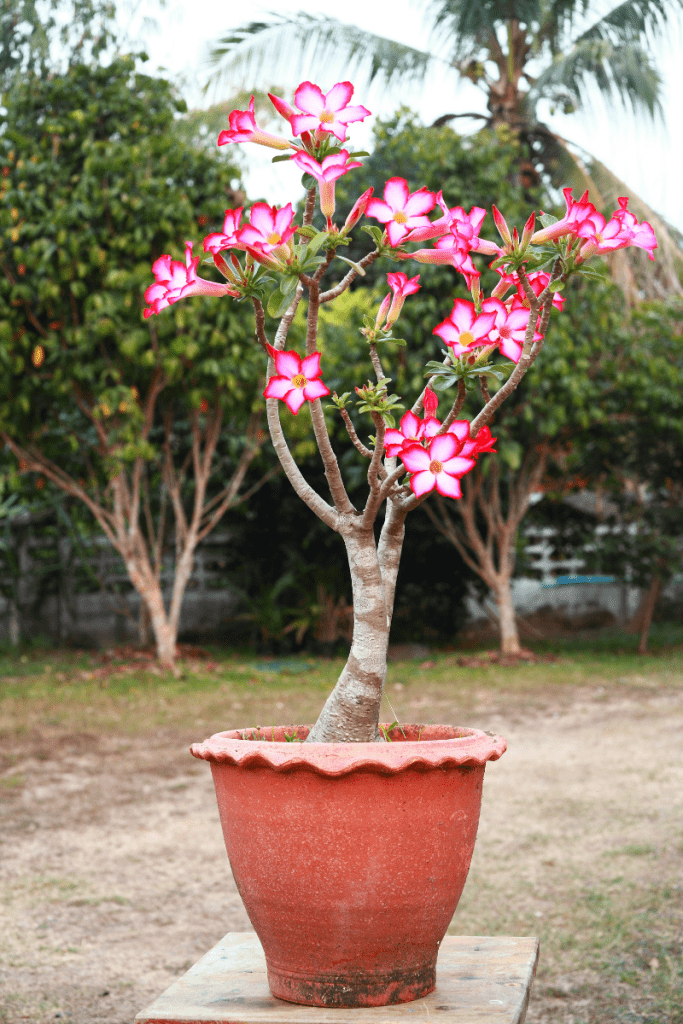 desert rose