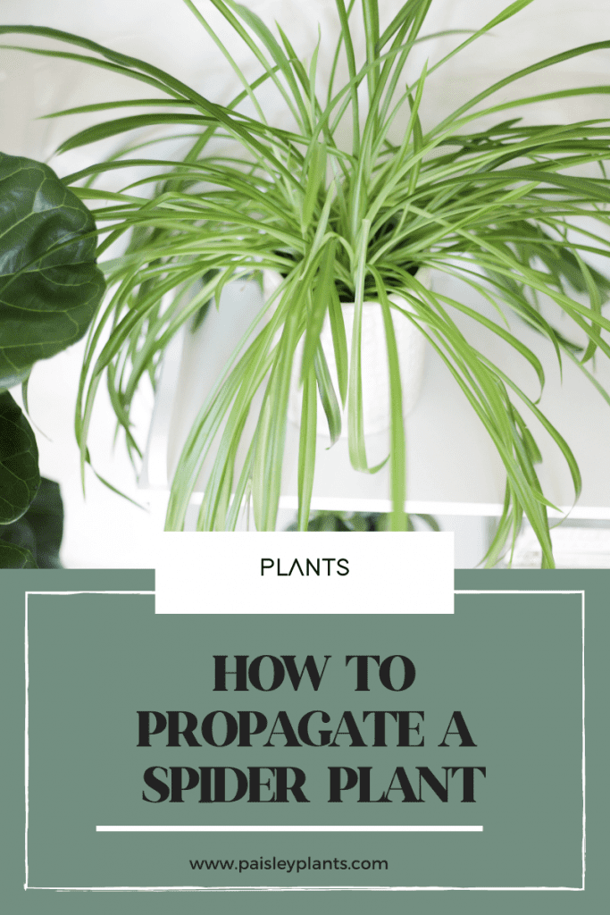 How to Propagate Spider Plants