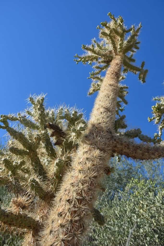 Hanging Chain Cholla