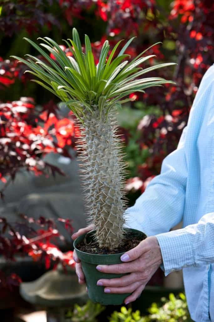 Madagascar Palm