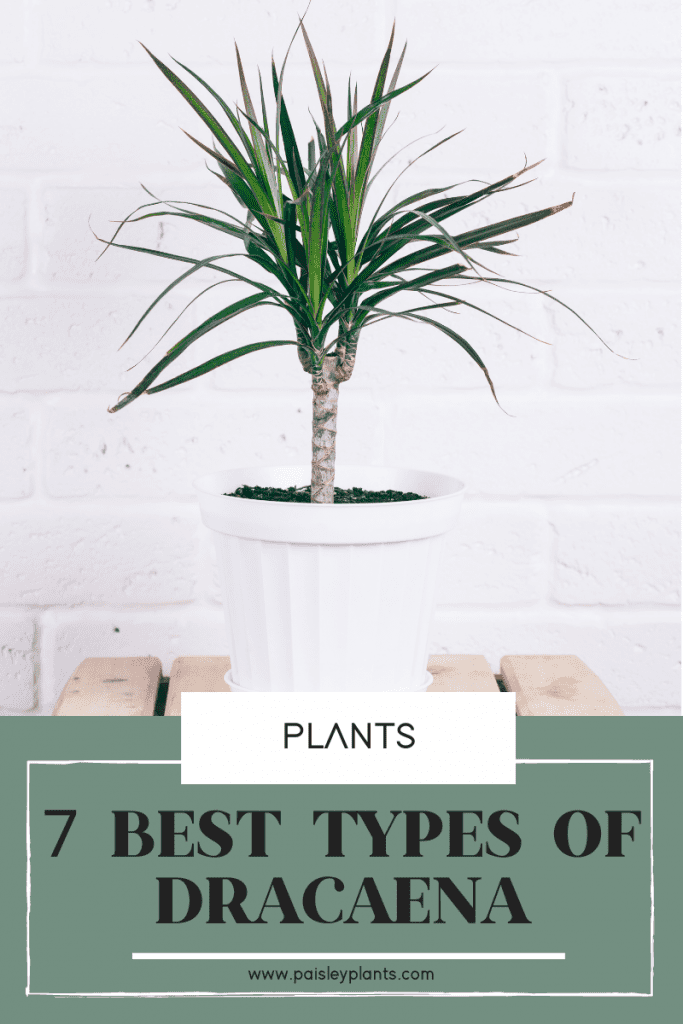 7 best types of dracaena