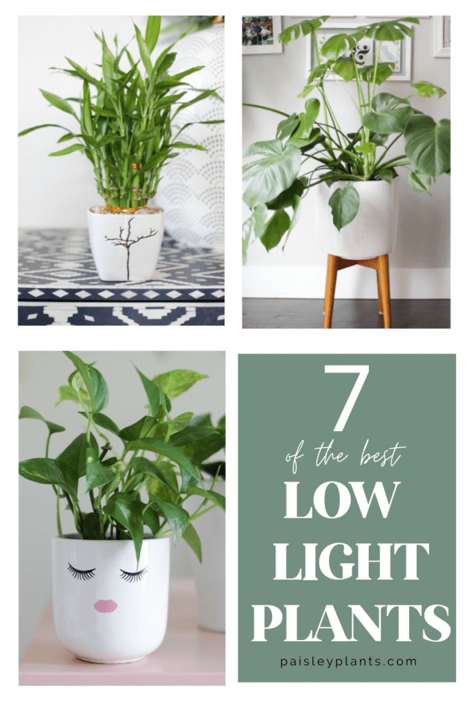 7 of the best low light plants