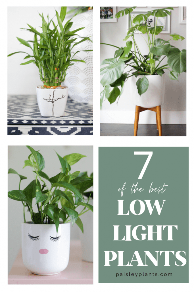 These Are 15 of the Most Popular Plant Products on