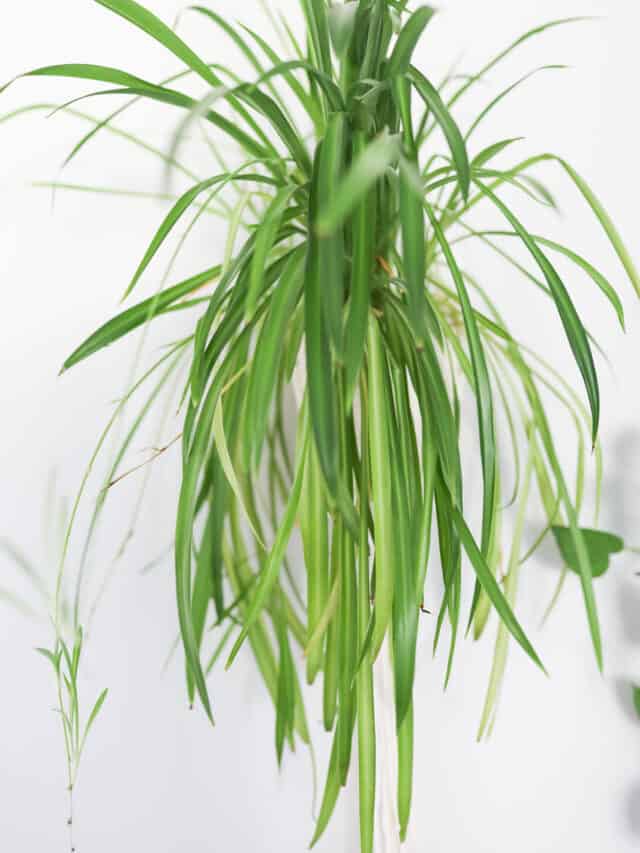 How to Propagate a Spider Plant